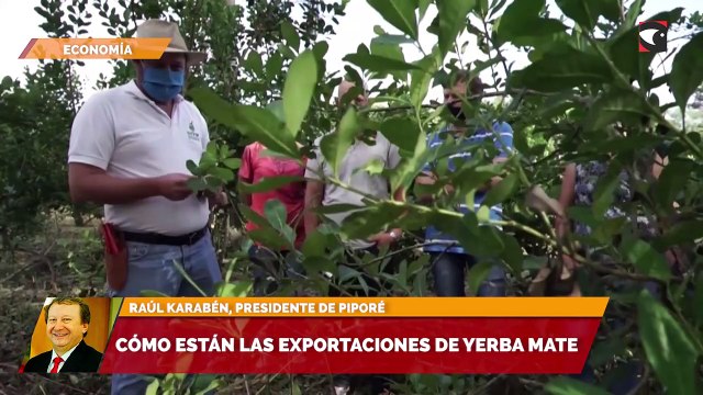 Cómo están las exportaciones de yerba mate
