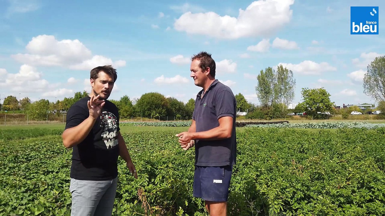 La préparation des pommes de terre pour le Grand Show des fruits et légumes 2022