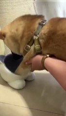 Getting payback on my cat