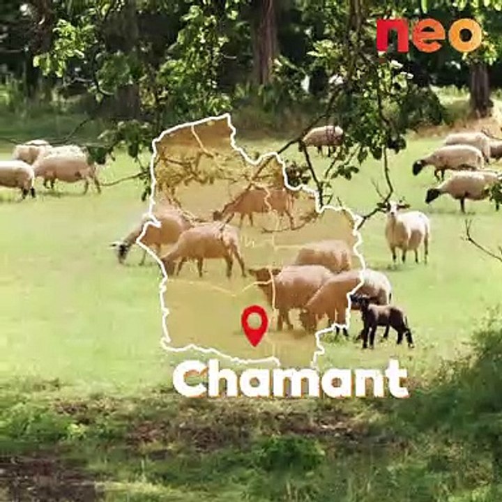 Ces éleveurs de brebis ont ouvert les portes de leur ferme pour faire connaître l'importance de leur métier