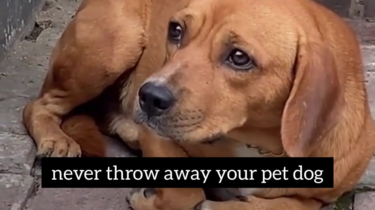 never throw away your pet!!!