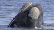 La baleine franche de l'Atlantique nord, baleine la plus menacée