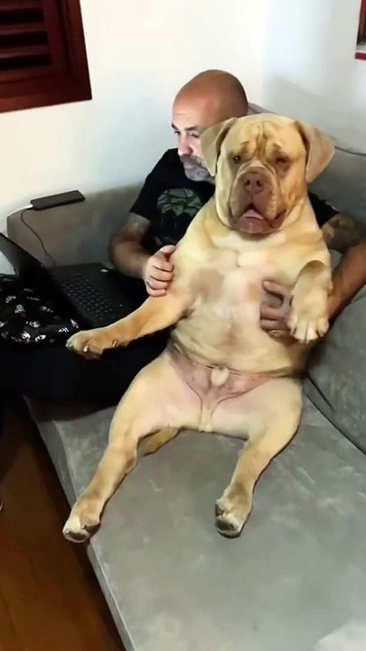 Cuddles for the dog