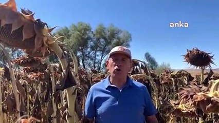 CHP'li Yıldırım Kaya’dan ayçiçeği alım fiyatına tepki: "Dağ fare doğurdu, çiftçi perişan edildi"