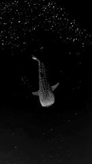 Un requin-baleine semble flotter dans un ciel étoilé