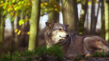 الذئاب حيوانات مفترسة | wolves are predators