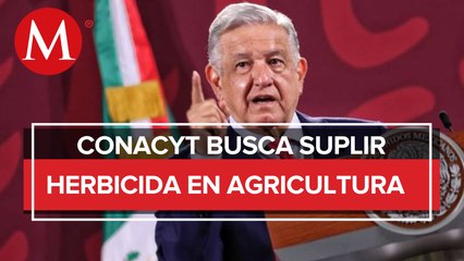 Gobierno atiende amparos por uso de glifosato: AMLO; “en eso no cedemos”