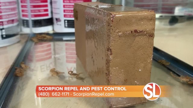 Learn about a unique way to keep scorpions out of your home for good