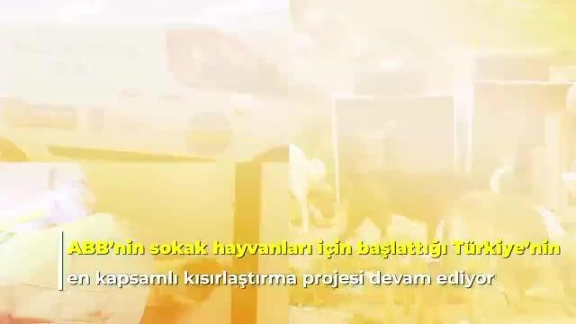 Mansur Yavaş: 2 Sene İçerisinde Sokak Hayvanları Popülasyonunu Kontrol Altına Almayı Hedefliyoruz