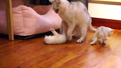 Mother cat cleaning kittens by force