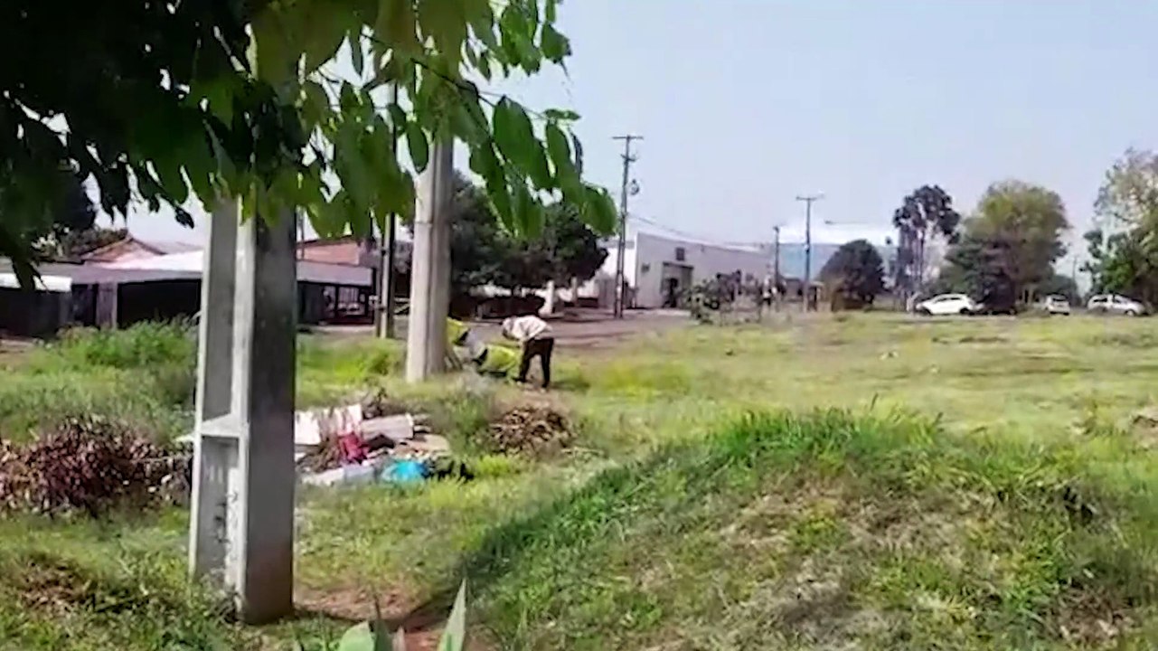 Defesa Civil retira enxame de abelhas no Bairro Periolo