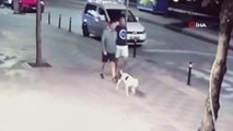 Zeytinburnu'nda pitbull dehşeti: Ağızlık takılmadan gezdirilen köpek, uyuyan kediyi böyle parçaladı