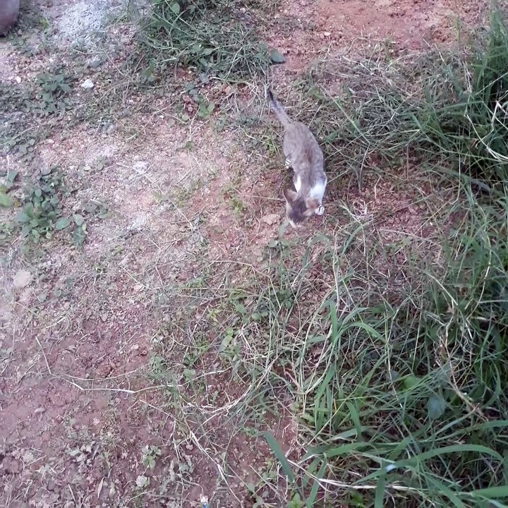 cat playing garden in India
