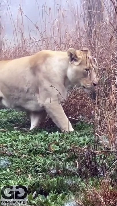 lion in forest hunting,  the lion in the forest goes roar, catching lion in forest,  lions are sitting on a sled, lion hunter killed by lion, lion roar in forest, lion in forest fight,