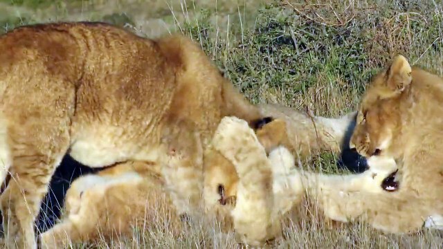 Do lions and lionesses stay together?, Who is more powerful lion or lioness?, Are lion afraid of Lioness?, why male lions and lionesses to help them survive, lion and lioness love story, why male lions need lionesses to help them survive,