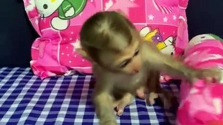 cute monkey baby, monkey and human baby, baby monkey videos cute, monkey love human,