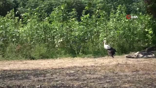 Kanadı kırılan leylek hayatını hayvanat bahçesinde sürdürecek
