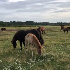 Dansk sommer og guldklumper