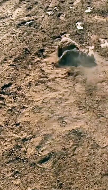 Dog Loves Rolling Around in Dirt