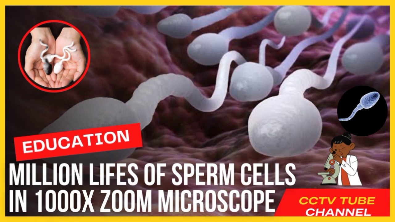 MILLION LIFES OF SPERM CELLS IN 1000X ZOOM MICROSCOPE