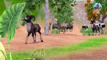 Giant Bulls Vs Jaguar   Cartoon Wild Sheep Sad Story   The Battle Protects Animals Life Ep #1