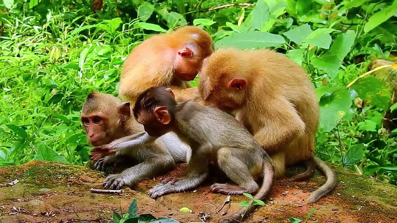 Poor Abandon baby monkey