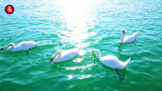 মাকে নিয়ে সুন্দর একটি ইসলামীক সংগীত | Make Niye Sundor Akti Islamic Songit | মোঃ আব্দুল হালিম | নতুন ইসলামীক সংগীত | বাংলা গজল | All Bangla Gojol | Talabah Naat