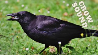 Crow Ki Awaz | Crow Sound By Kingdom of Awais