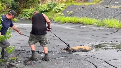 Rescuing a Mud Stuck Buck