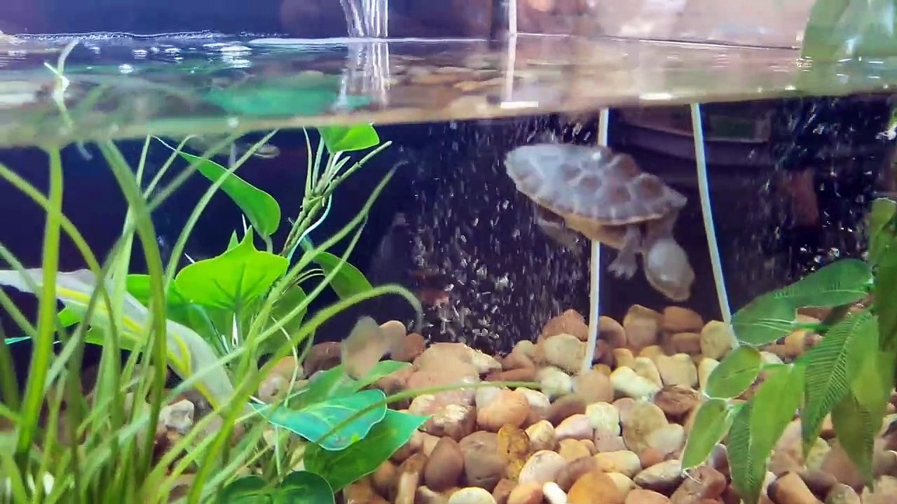 Buying Snake in Australia _ Largest Pet store in Australia Visit