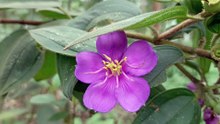 flowers buy forest