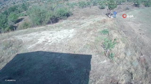 Son dakika haber... Çiftlikte dehşet kamerada: 2 köpeği av tüfeğiyle öldürdüler, 2 köpeği de zehirlediler