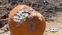Heatwave impacts pumpkin crop