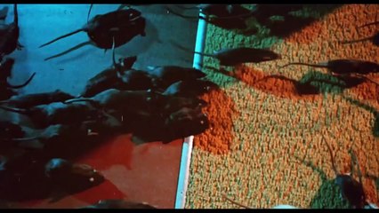 Willard Bande-annonce (EN)