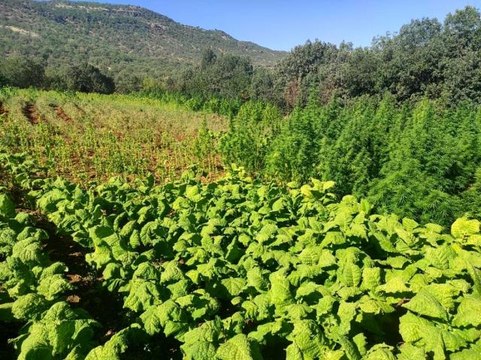 Son dakika haber: Terör örgütü PKK'nın finans kaynaklarına darbe: 1 milyon 493 bin kök kenevir ele geçirildi