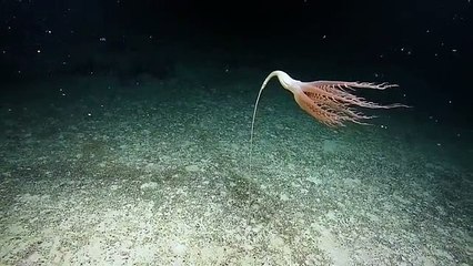 sea creature documented recently for the first time in the Pacific