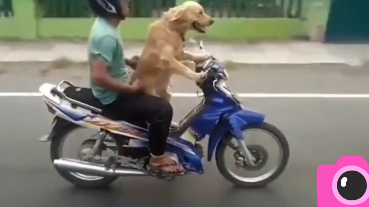 FUNNY VIDEO, dogs piggyback people on motorbikes