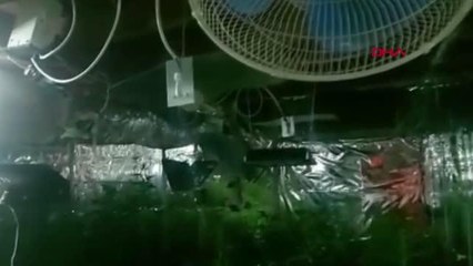 EVDE DÜZENEK KURUP UYUŞTURUCU YETİŞTİREN 2 ŞÜPHELİ YAKALANDI