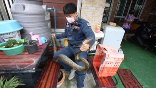 Cazadores de serpientes en Bangkok: Una llamada de socorro cada 15 minutos