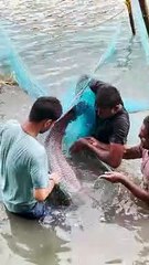 30 KG Big Fish at Kolkata Lake Town #shorts