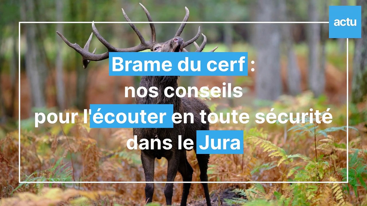 Brame du cerf : nos conseils pour y assister en toute sécurité dans le Jura