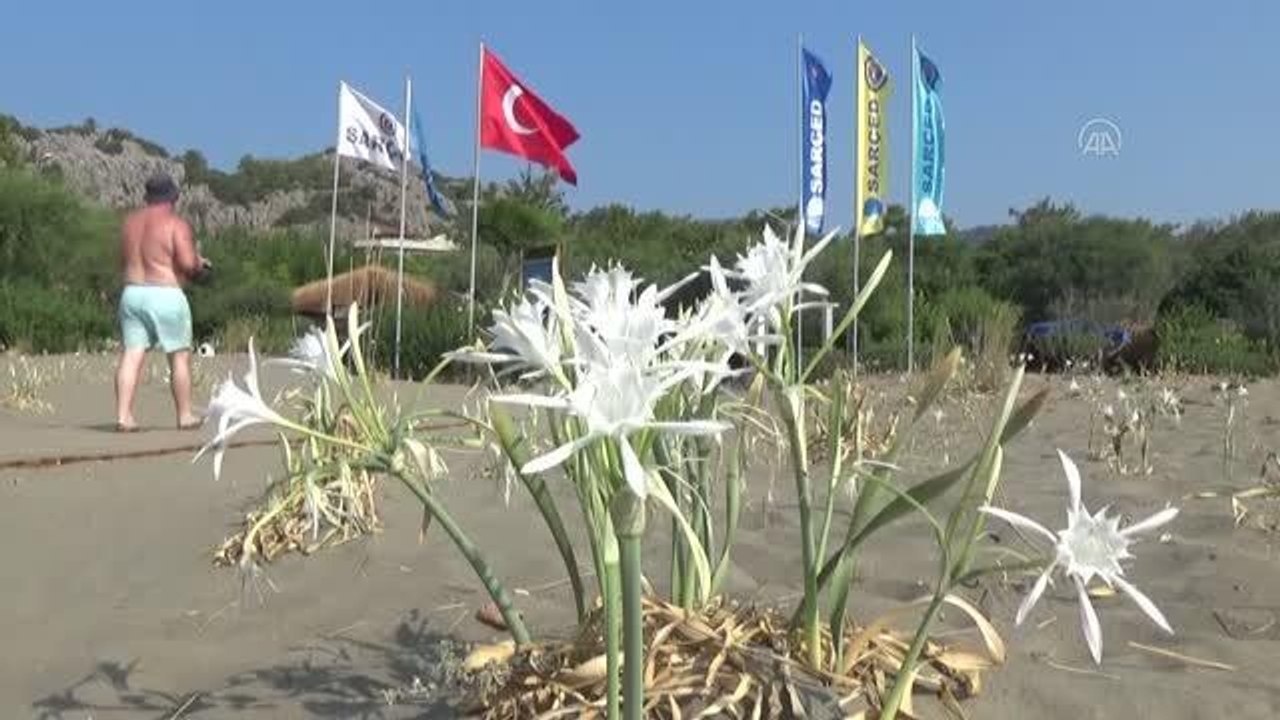 Son dakika haber: Muğla sahillerini kum zambakları süslüyor