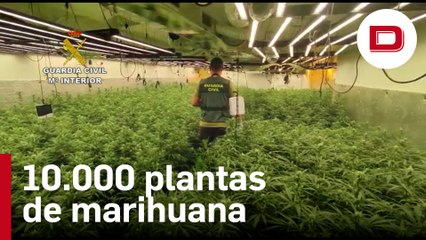Intervenidas más de 10.000 plantas de marihuana en Hormigos (Toledo)