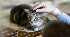 Cet été, la SPA a recueilli plus de 16 000 animaux dont plus de 11 000 chats