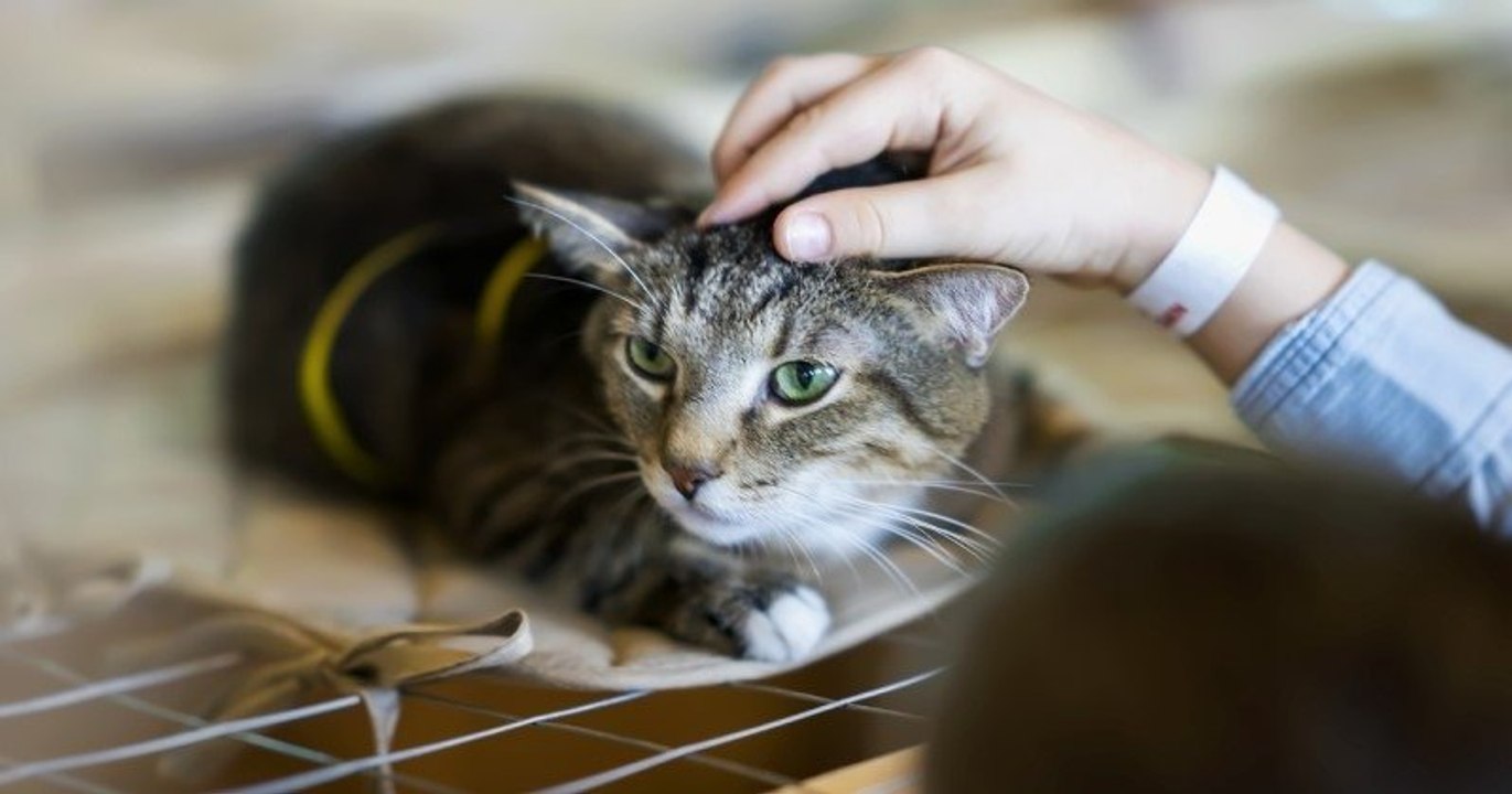 Cet été, la SPA a recueilli plus de 16 000 animaux dont plus de 11 000 chats