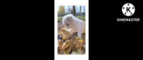 || BEAUTIFUL   PUPIES||  FUNNY  DOGS   AND CATS ||   TRENDING  VIDEOS||