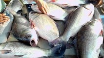 Big Size Rupali Katal Fish Video || amazing fish seller || Cheapest Fish Market