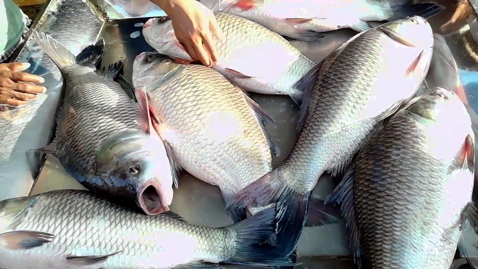 ⁣Big Size Rupali Katal Fish Video || amazing fish seller || Cheapest Fish Market