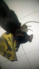 Blacky Terkam Tikus Werog Gede Banget