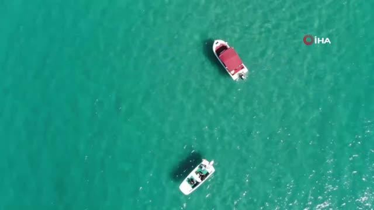 Son dakika haberi! Caretta Carettalara ölüm saç...